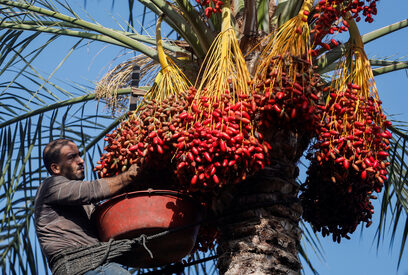  Снимка на деня: Промените в климата вредят на реколтата от фурми в линията Газа 