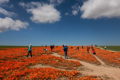  Снимка на деня: Милиони цъфнали макове в резервата 