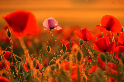  Снимка на деня: Днес настава астрономическото лято 