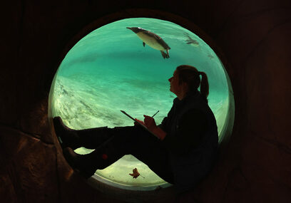  Снимка на деня: Лондонският зоопарк организира годишното премерване и претегляне на всички свои жители 