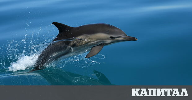 Делфините са едни от най удивителните морски животни бозайници със