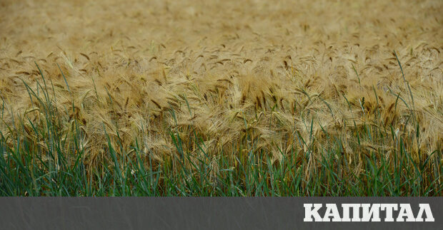 Държавата ще влезе на пазара на зърно и ще изкупи