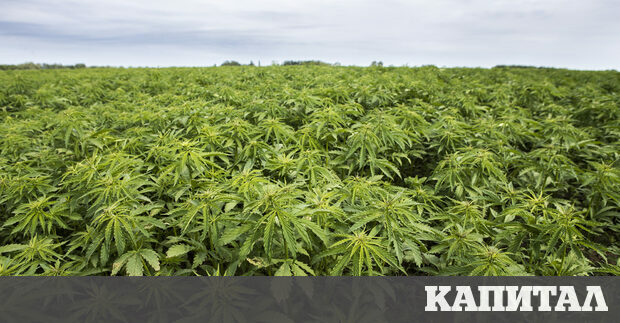 Покрай сухото гори и суровото е стара българска поговорка която