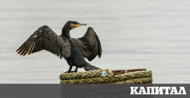 В България се срещат три отделни вида корморани малък среден