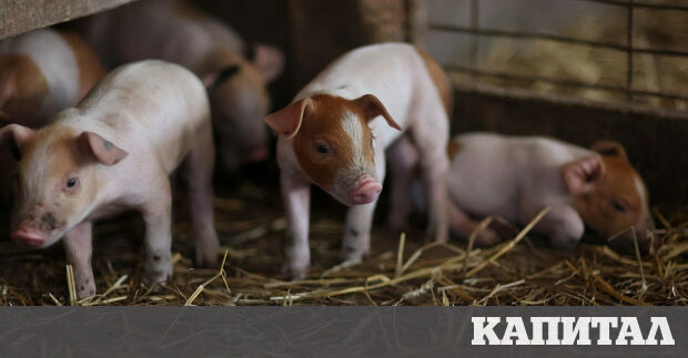 Хранителните компании са изправени пред нарастващ натиск от инвеститорите си